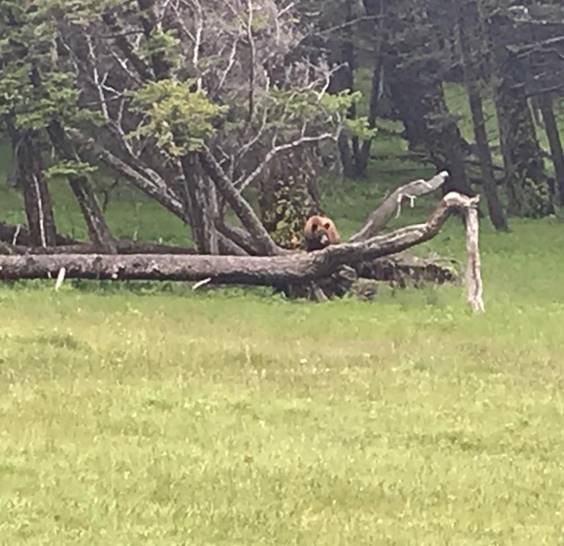 Black (Cinnamon) Bear at Mount Norquay Viewpoint