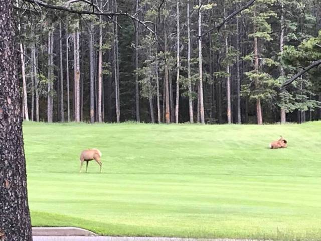 Banff Springs Golf Course (Deer Sighting)