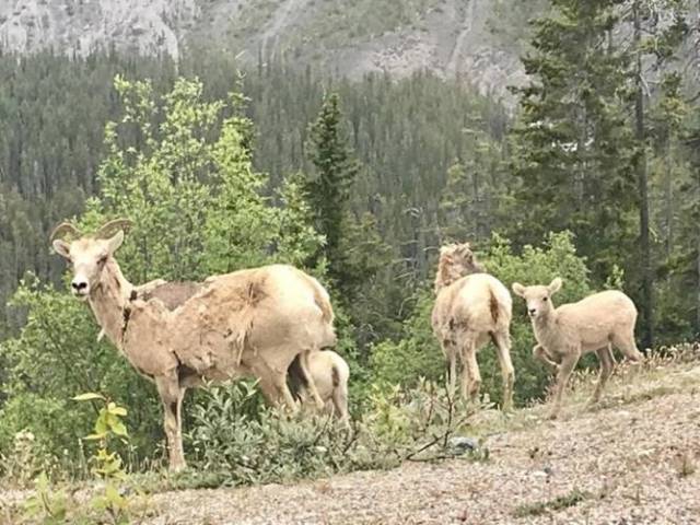 Bridal Veil Falls Turnout, Mountain Goat at Parking Lot!