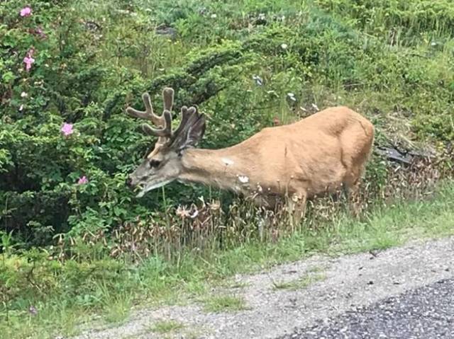 Mule Deer at entrance of Maligne Canyon