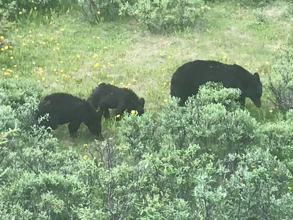 Mama Bear with Two Cubs!