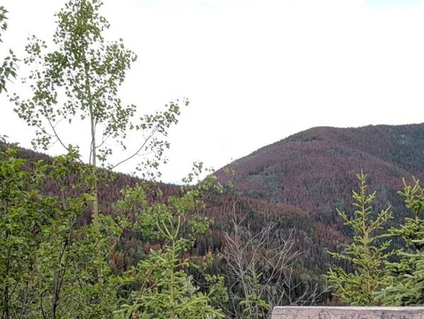 Miette Springs view from inside the pool